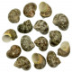 Coquillages turbo petholatus - 4 à 5 cm - Lot de 5