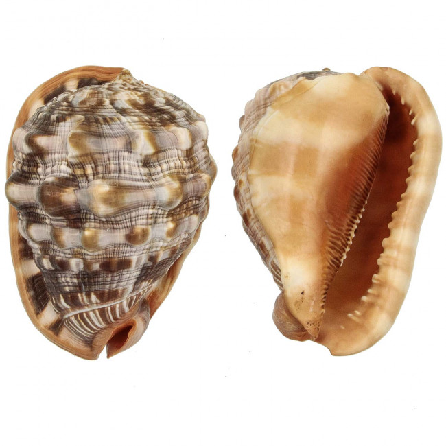 Coquillage cassis rufa