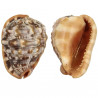 Coquillage cassis rufa