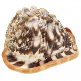 Coquillage cassis rufa