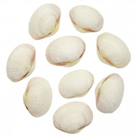 Coquillages fimbria fimbriata entiers - 5 à 7 cm - Lot de 4