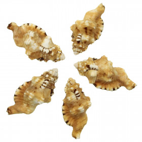 Coquillage cymatium lotorium