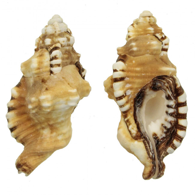 Coquillage cymatium lotorium