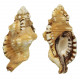 Coquillage cymatium lotorium