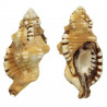 Coquillage cymatium lotorium