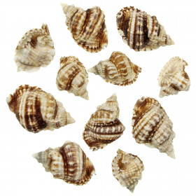 Coquillages distorsio anus - 5 à 7 cm - Lot de 5