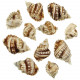 Coquillages distorsio anus - 5 à 7 cm - Lot de 5