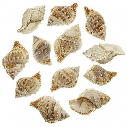 Coquillages bursa rana - 5 à 7 cm - Lot de 5