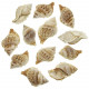 Coquillages bursa rana - 5 à 7 cm - Lot de 5