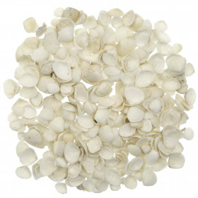 Coquillages tellina blancs - 1 à 2.5 cm - 100 grammes