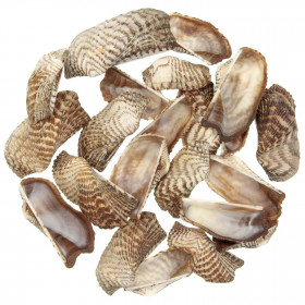 Coquillages arca noae - 4 à 8 cm - 100 grammes