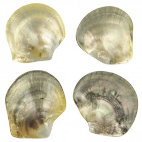 Coquillage pinctada margaritifera nacré