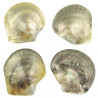 Coquillage pinctada margaritifera nacré