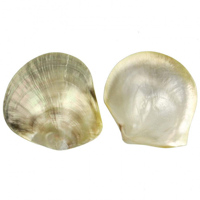 Coquillage pinctada margaritifera nacré
