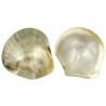 Coquillage pinctada margaritifera nacré