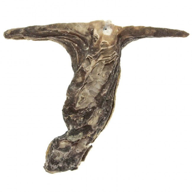 Coquillage malleus malleus