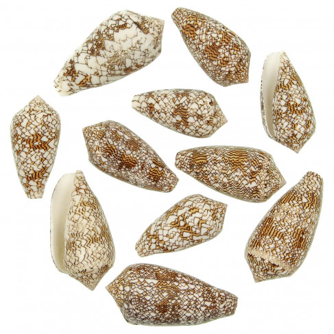Coquillages conus textile - 6 à 8 cm - Lot de 2