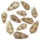 Coquillages conus textile - 6 à 8 cm - Lot de 2