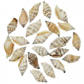 Coquillages canarium urceus - 4 à 6 cm - Lot de 10