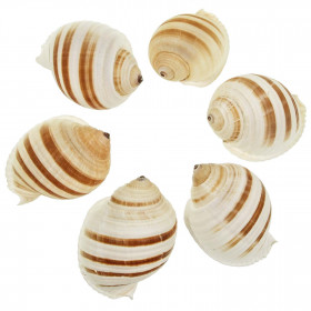 Coquillage tonna sulcosa