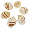 Coquillage tonna sulcosa