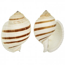 Coquillage tonna sulcosa