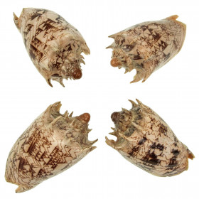 Coquillage cymbiola imperialis