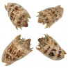 Coquillage cymbiola imperialis