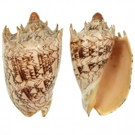 Coquillage cymbiola imperialis