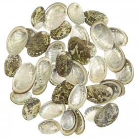 Coquillages haliotis pulcherina - 3 à 5 cm - 100 grammes