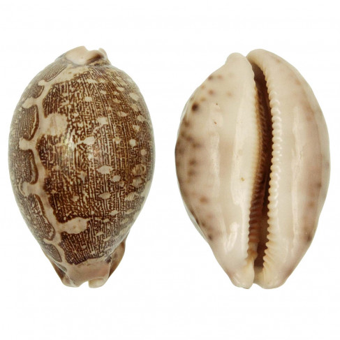 Coquillage cypraea mappa