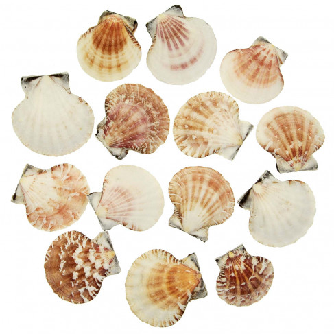 Coquillages pecten vexillum entiers - 4 à 6 cm - lot de 10