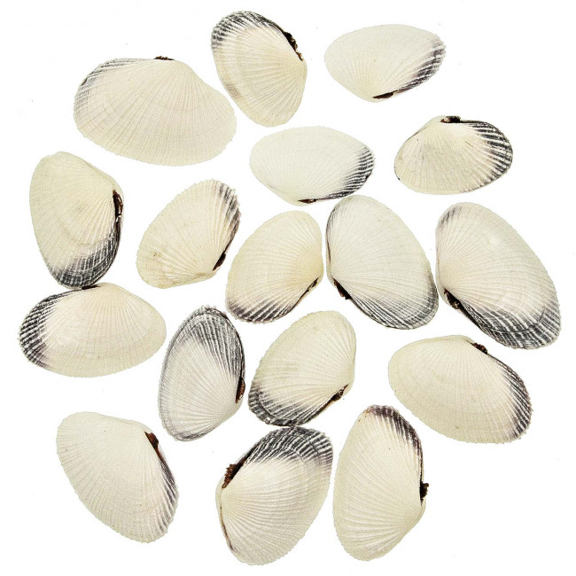 Coquillages baby snoopy entier - 4 à 6 cm - lot de 10