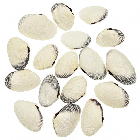 Coquillages baby snoopy entier - 4 à 6 cm - lot de 10