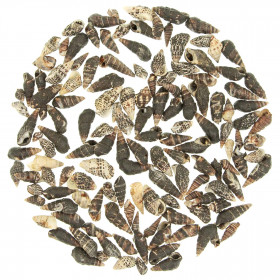 Coquillages nassarius trivittatus - 1.5 à 2.5 cm - 100 grammes