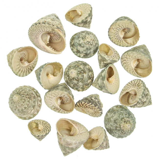 Coquillages trochus stellatus - 3 à 5 cm - 100 grammes