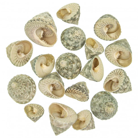 Coquillages trochus stellatus - 3 à 5 cm - 100 grammes