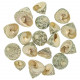 Coquillages trochus stellatus - 3 à 5 cm - 100 grammes