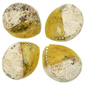 Coquillage haliotis mi-teinté jaune