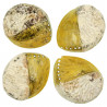 Coquillage haliotis mi-teinté jaune