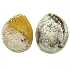 Coquillage haliotis mi-teinté jaune