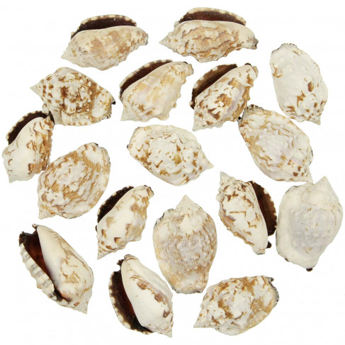 Coquillages strombus picpus - 5 à 6 cm - Lot de 5