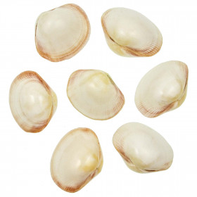 Coquillages fimbria fimbriata polis entiers - 6 à 8 cm - Lot de 5