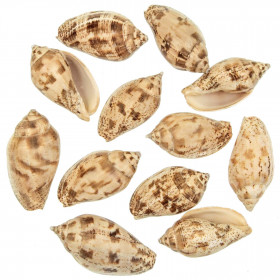 Coquillages harpa voluta japonica - 6 à 8 cm - Lot de 3