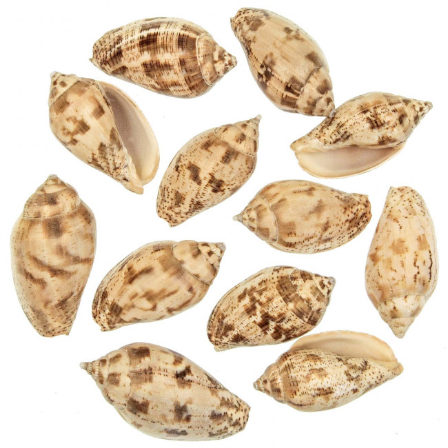 Coquillages harpa voluta japonica - 6 à 8 cm - Lot de 3