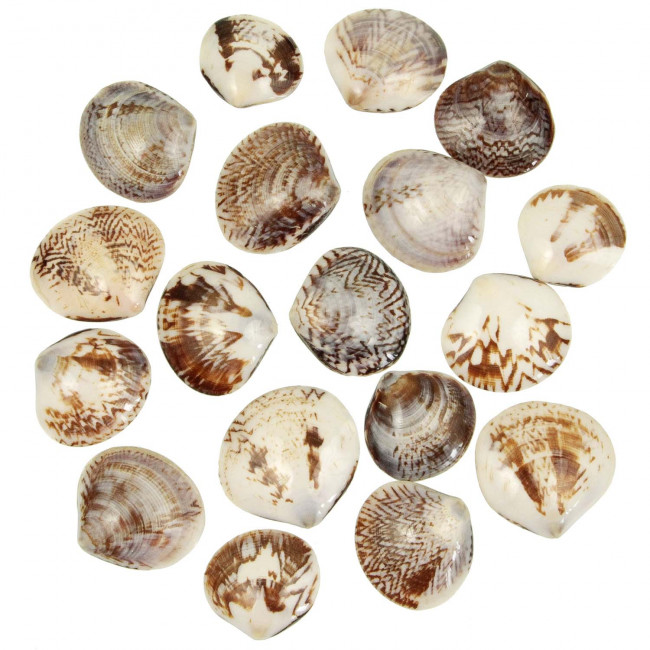 Coquillages circe scripta polis entiers  - 3.5 à 5 cm - Lot de 5