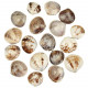 Coquillages circe scripta polis entiers  - 3.5 à 5 cm - Lot de 5