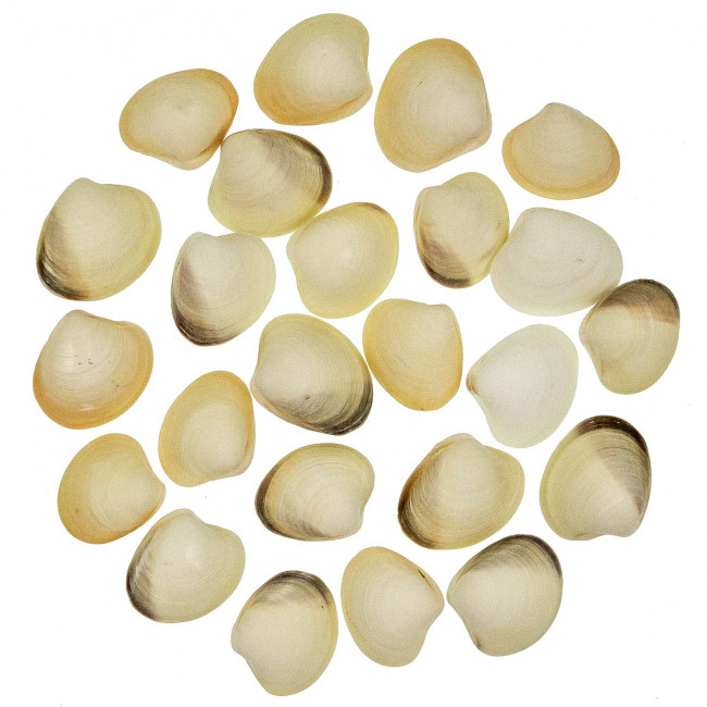 Coquillages meretrix meretrix entiers  - 3.5 à 5 cm - Lot de 5