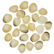 Coquillages meretrix meretrix entiers  - 3.5 à 5 cm - Lot de 5