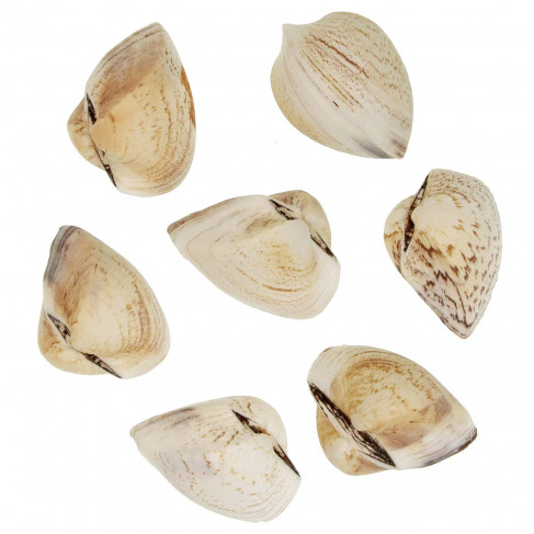 Coquillage spisula subtruncata